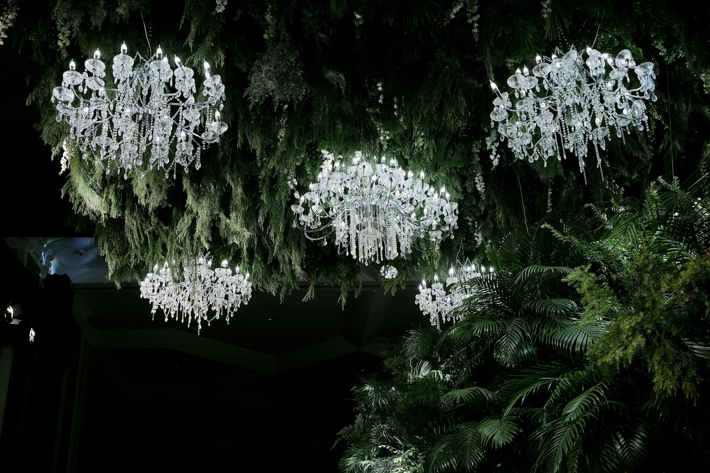 Chandeliers of white flowers hanging in the dark